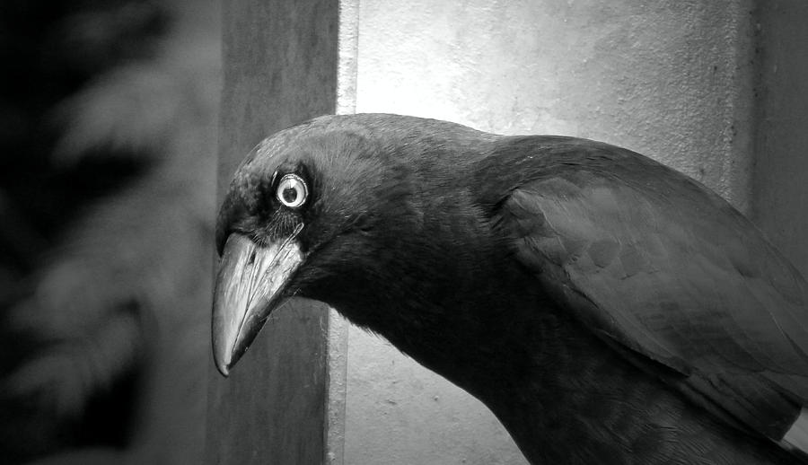 Crow Photograph