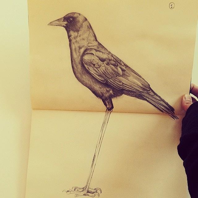 Crow Graphite Im Working On. Nearly Photograph by Tifanie Chaney