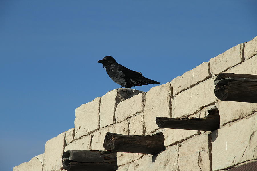 Crow Photograph - Crow by Guido Prussia