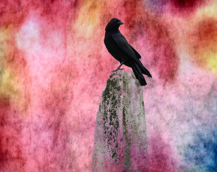 Crow In Colors Mixed Media by Gothicrow Images - Fine Art America