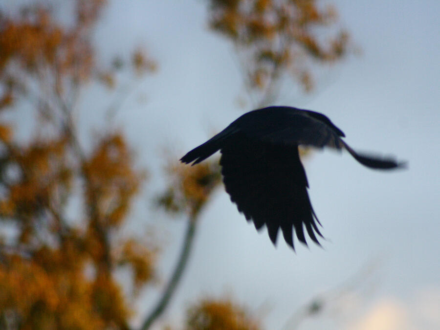 Bird Photograph - Crow In Flight 4 by Gothicrow Images