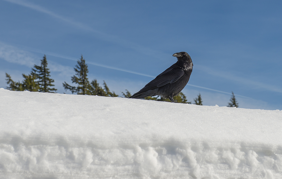 Crow in the Snow Photograph by Loree Johnson