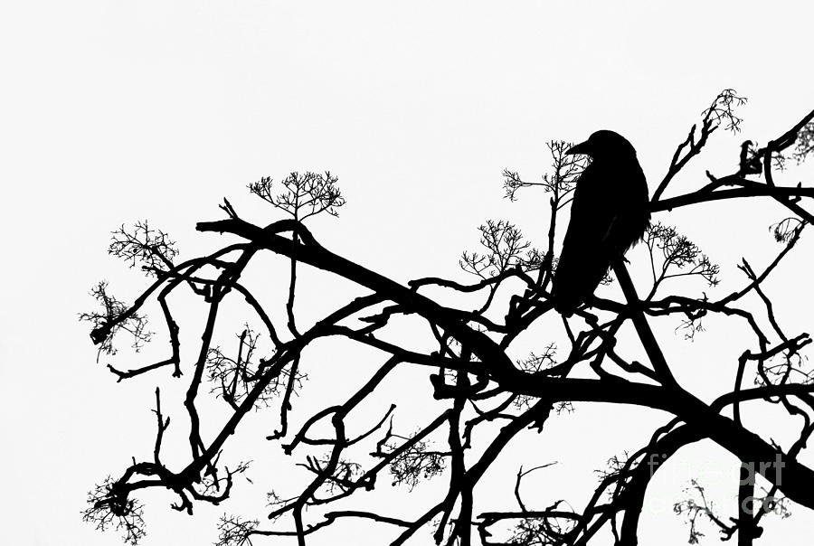 Black And White Photograph - Crow by Jasna Buncic