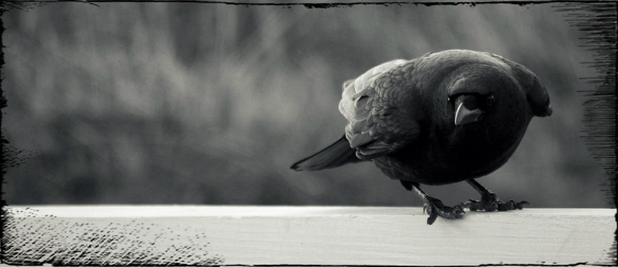 Crow Photograph by Marysue Ryan