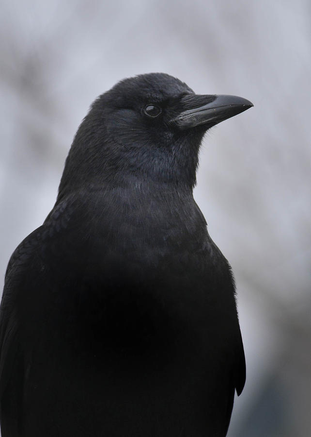 Crow -Mother of Winter Photograph by Rae Ann  M Garrett
