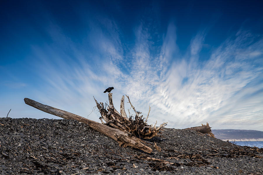 Crow on Driftwood Photograph by Michele Cornelius