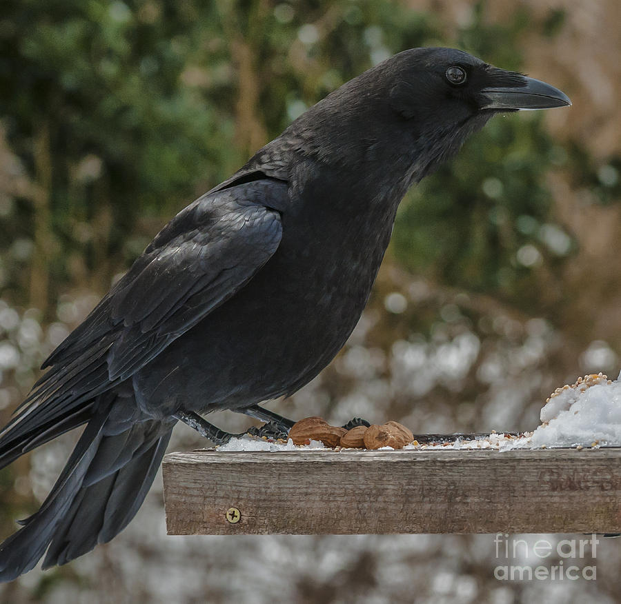 Crow on Feeder Photograph by Jim Moore