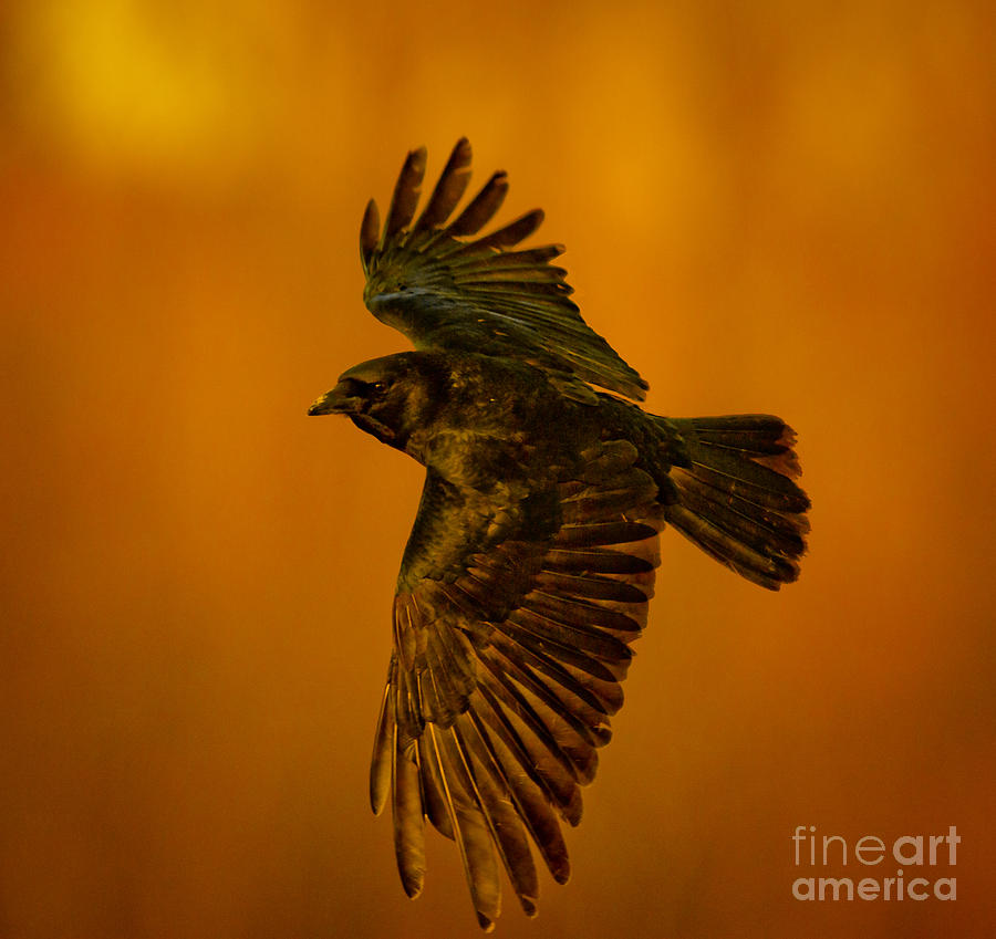 Crow On Gold Photograph by Robert Frederick