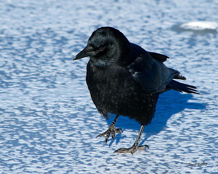 Crow on Ice Photograph by Stephen Johnson