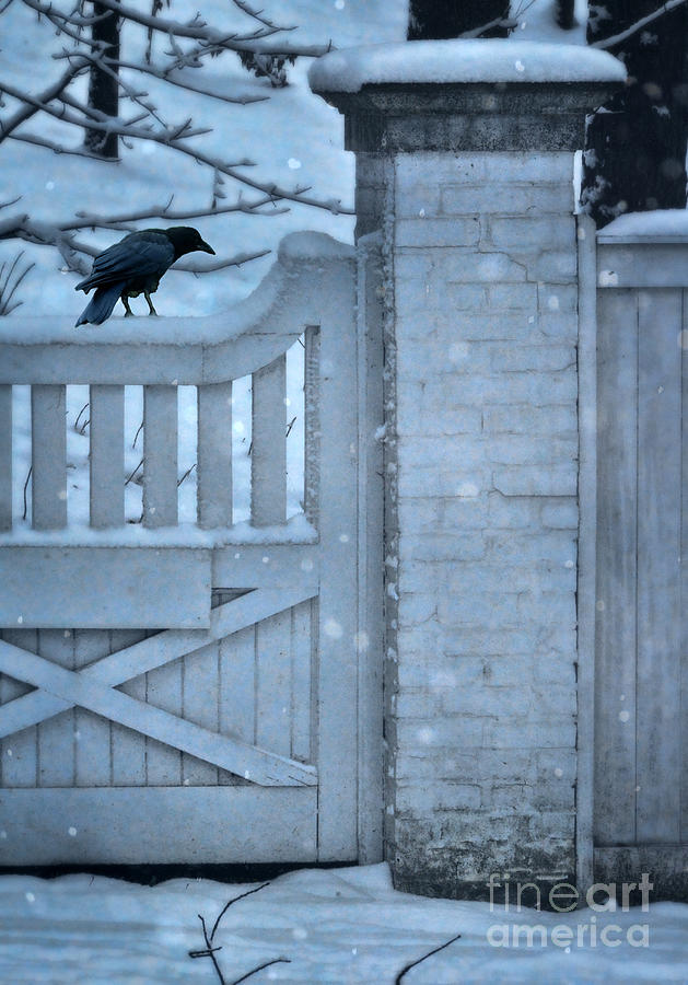 Crow on Snowy Gate Photograph by Jill Battaglia