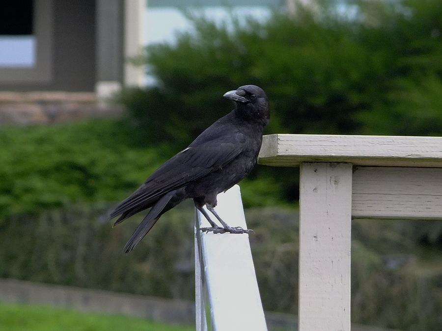 Crow on the rail Photograph by Will LaVigne
