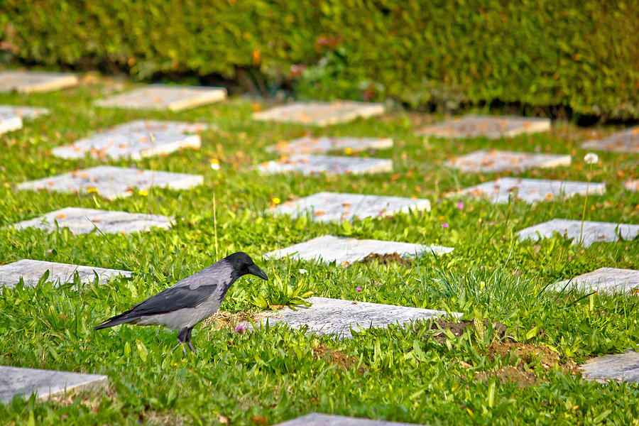 Crow on unmarked grave scene Photograph by Brch Photography