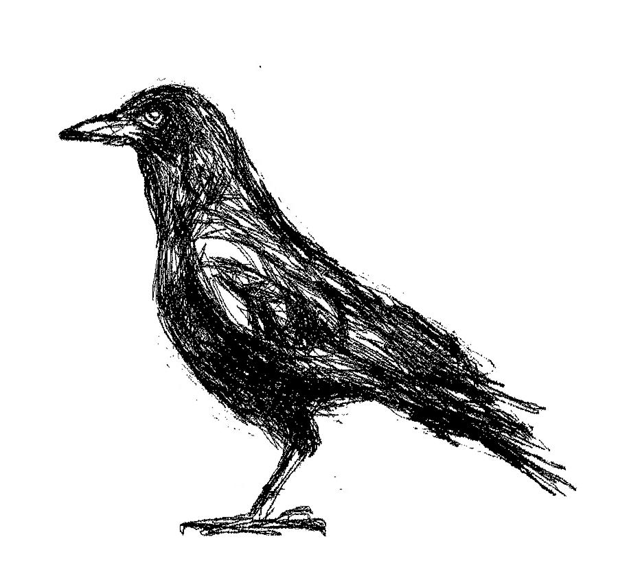 Crow Drawing - Crow  by Paul Sutcliffe