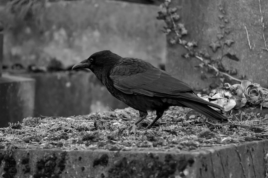 Crow perching on a grave in a cemetery Photograph by Jacques Julien
