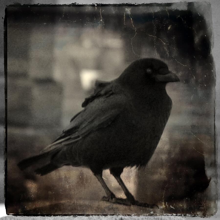 Old Portrait Of A Crow Photograph By Gothicrow Images - Fine Art America