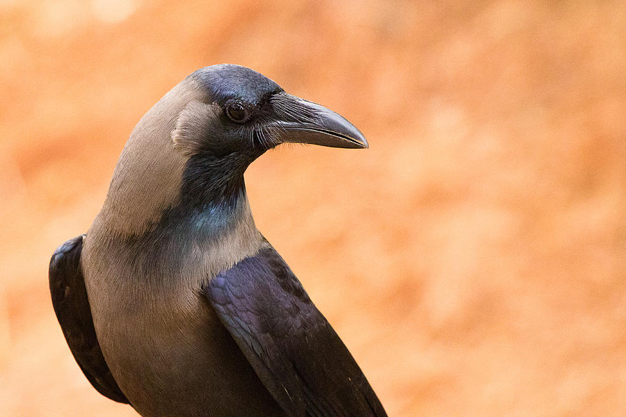 Crow Photograph by SAURAVphoto Online Store