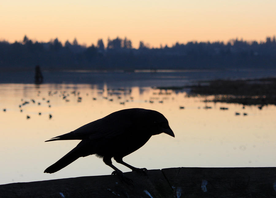 Crow Silhouette Photograph by Gerry Bates