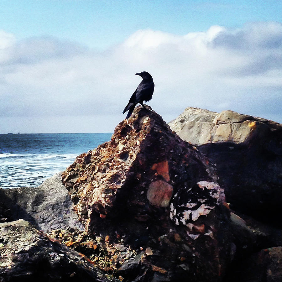 Crow Sitting On Top Of The Rocks On Photograph by Simon Scott