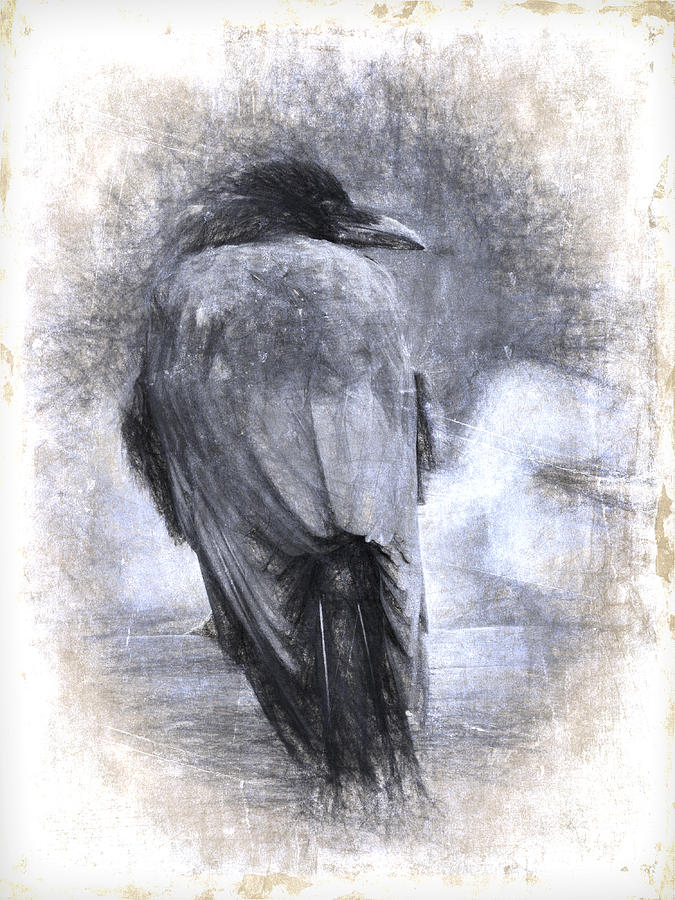 Crow Photograph - Crow Sketch Painterly Effect by Carol Leigh