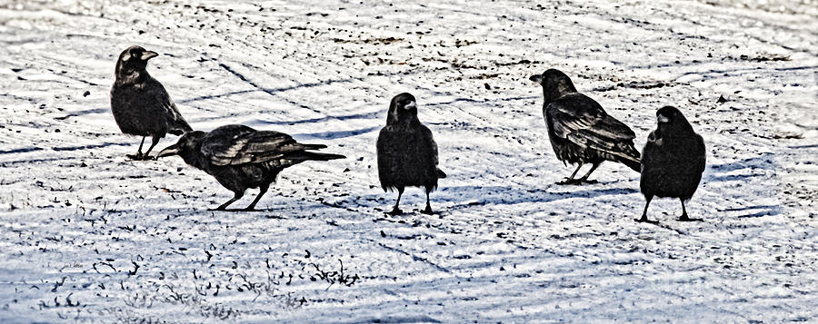 Crow Talk Photograph by Jan Killian