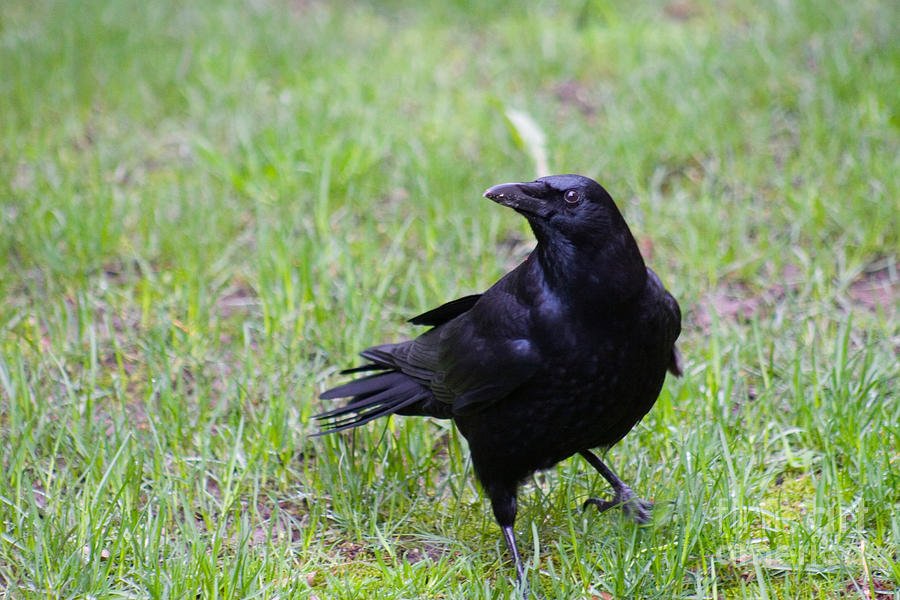 Wildlife Photograph - Crow by Tim Holt