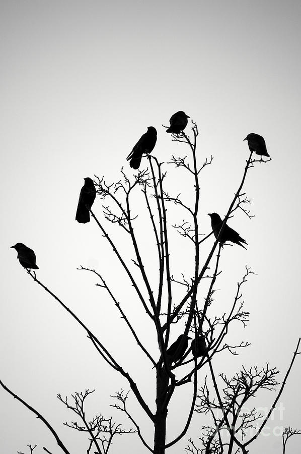 Crow Tree Photograph by John  Mitchell