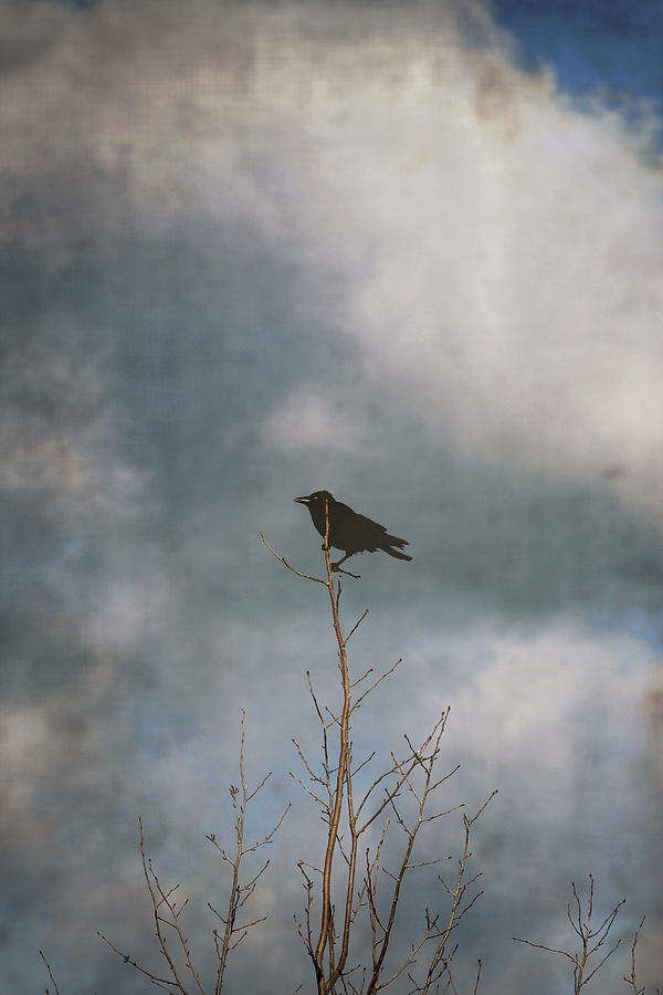 Crow tree Photograph by Steve Ball