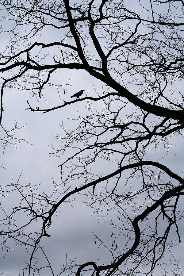 Crow Photograph - Crow Tree by Tammy Franck