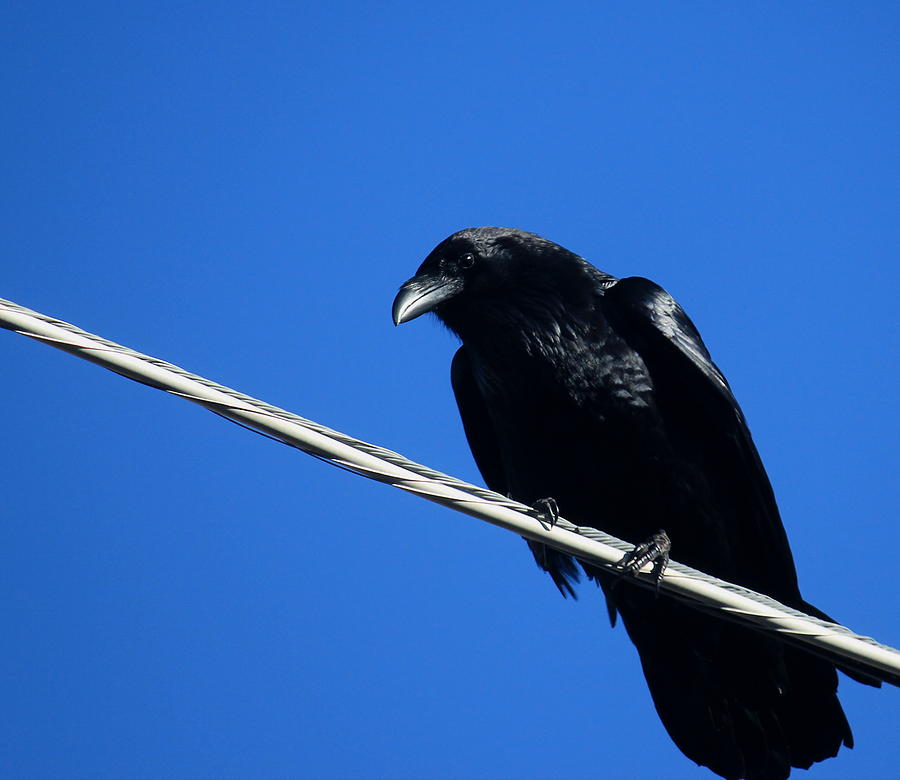 Crow Photograph by Trent Mallett