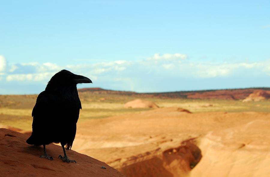 Crow with Desert Backdrop Photograph by Cascade Colors