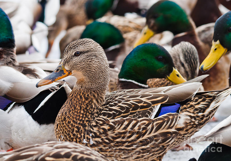 Crowd of ducks Photograph by Cheryl Baxter