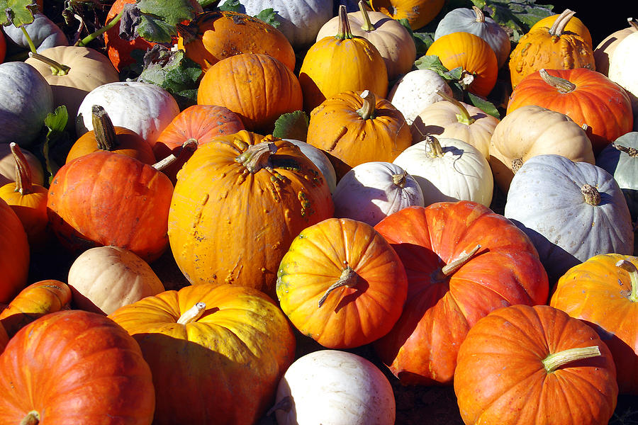 Holiday Photograph - Crowd of Pumpkins by Debra Orlean
