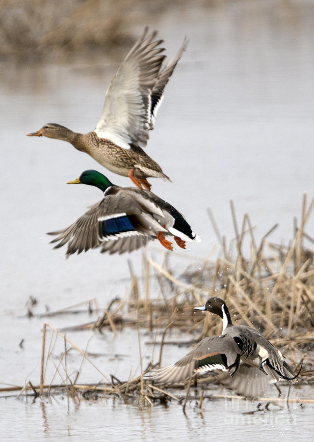Ducks Photograph - Crowded Flight Pattern by Mike Dawson