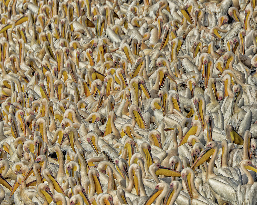 Pelicans Photograph - Crowded by Keren Or Pelicans Photograph - Crowded by Keren Or