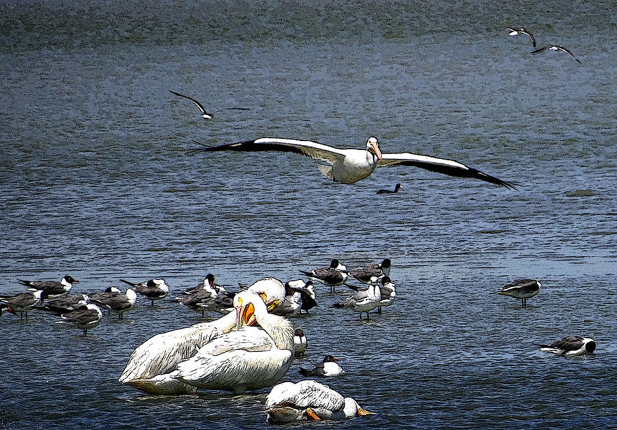 Crowded Landing - Graphic Photograph by Tom DiFrancesca