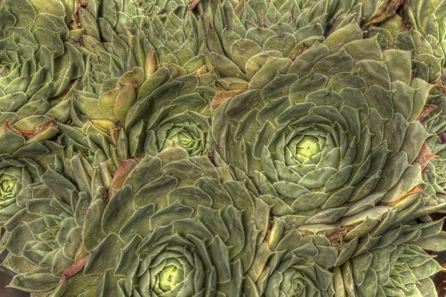 Crowded Pot of Hens and Chicks Photograph by Jean Noren