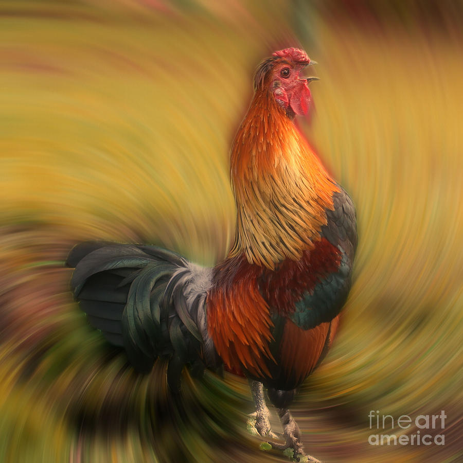 Crowing Rooster Photograph by Smilin Eyes Treasures