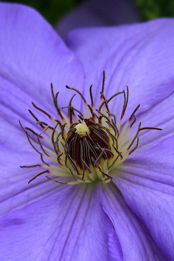 Crown Clematis Photograph by Reid Callaway
