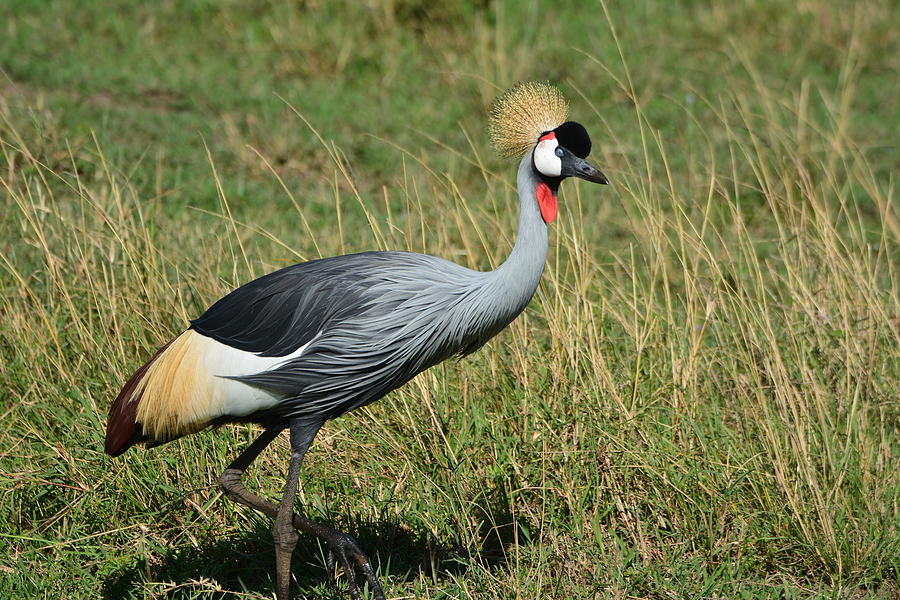 Crown Crane Photograph By Charlie Tucker 