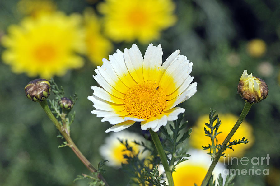 Wildflower Photograph - Crown daisy flower by George Atsametakis