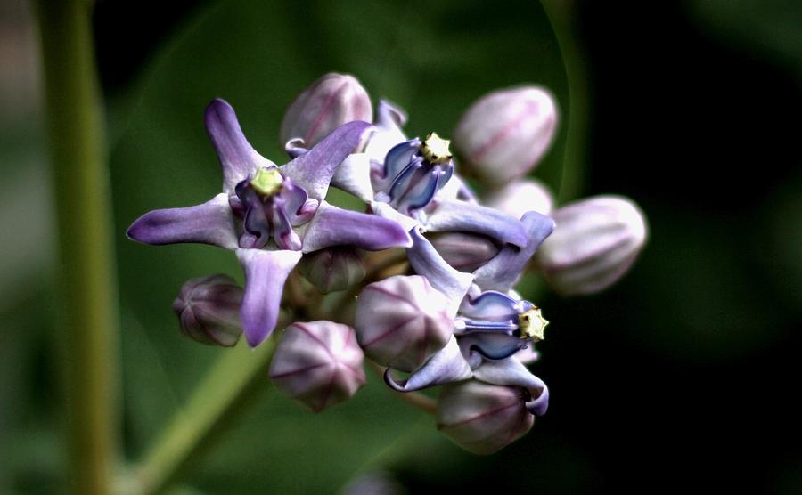 Crown Flower - Purple Photograph by Ramabhadran Thirupattur