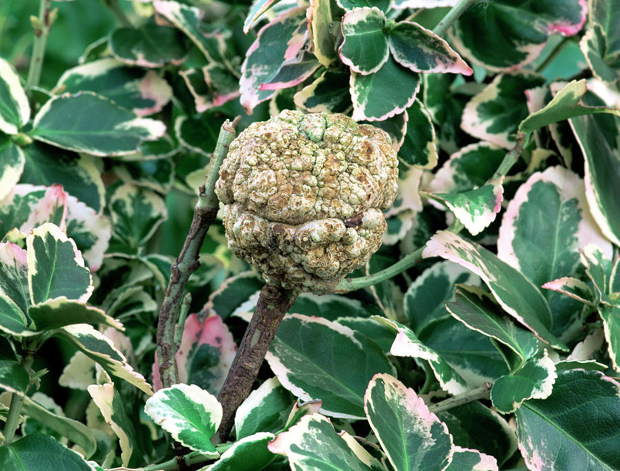 Crown Gall Photograph by Geoff Kidd/science Photo Library