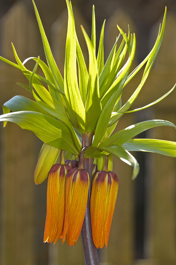 Crown imperial Fritillaria imperialis Flower Photograph by Matthias Hauser