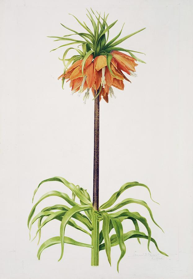 Crown Imperial (fritillaria Imperialis) Photograph by Natural History ...