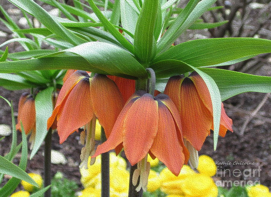 Crown Imperial Fritillaria Photograph by Kathie Chicoine
