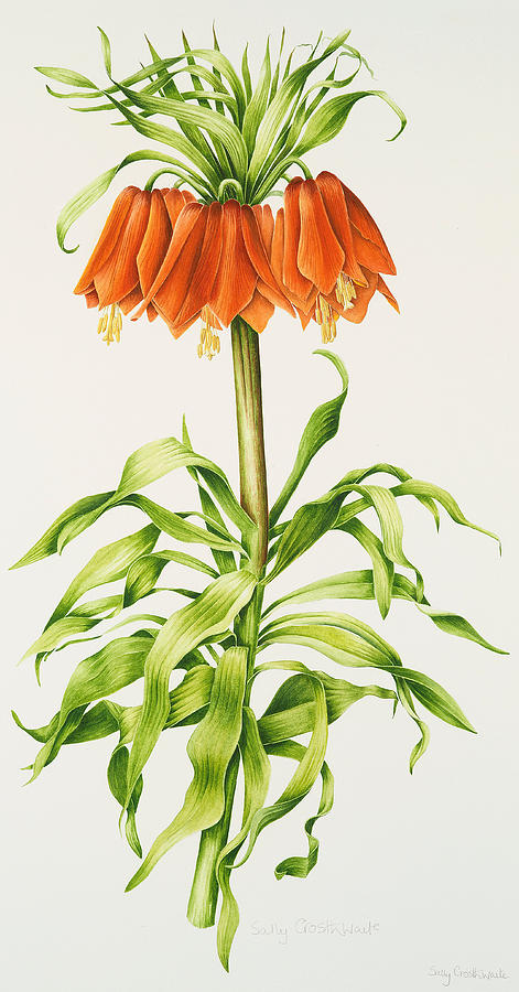 Crown Imperial Fritillary Painting by Sally Crosthwaite - Fine Art America