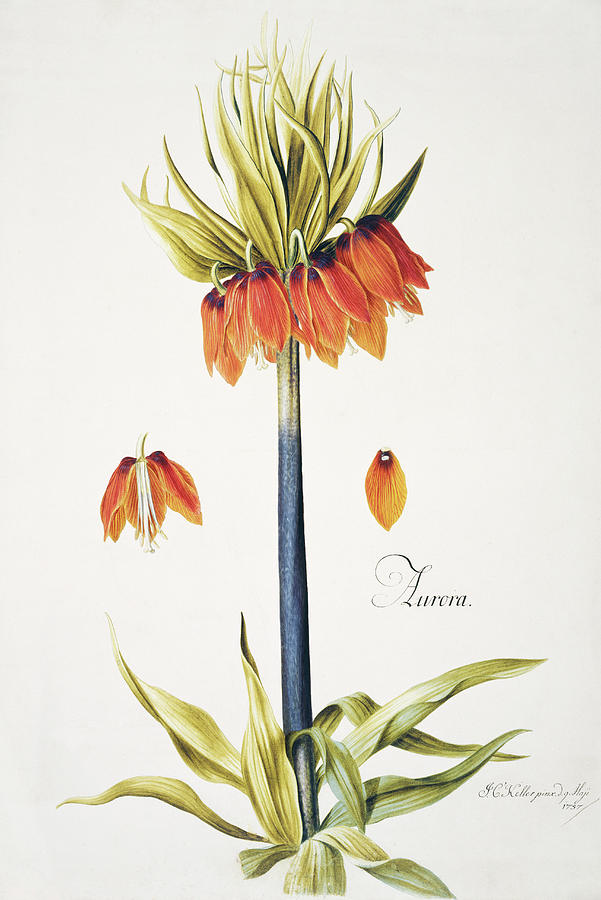 Nature Photograph - Crown Imperial by Natural History Museum, London/science Photo Library