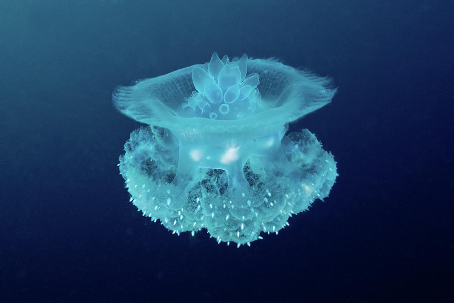 Crown Jellyfish, Cauliflower Jellyfish Photograph by Gerard Soury
