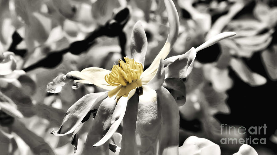 Crown Magnolia Photograph by Linda O'Halloran - Fine Art America