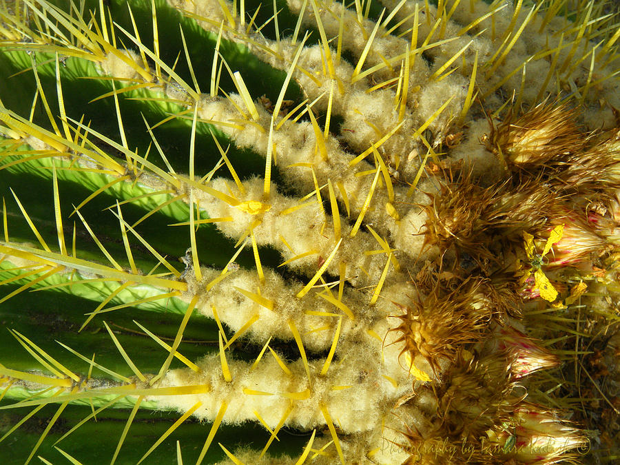 Crown of Barrel Cactus with Flower Buds Photograph by Tamara Kulish